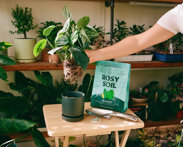 4qt Organic Potting Soil Mix, Indoor, Houseplant & Herbs -  - Rosy Soil - Wild Lark