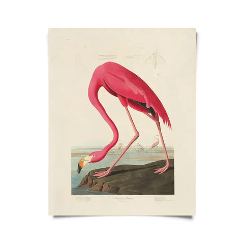 Vintage Audubon Flamingo Bird Print -  - Curious Prints - Wild Lark