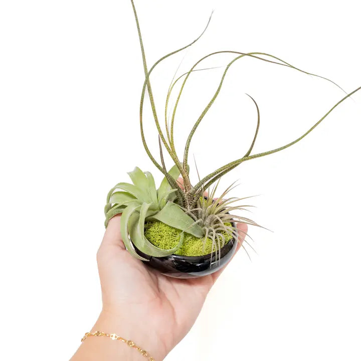 air plant bowl Air Plant Bowl Garden – Wild Lark