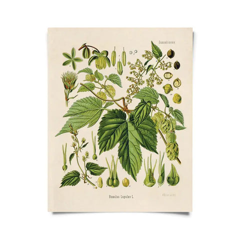 Vintage Botanical Beer Hop Flower Print -  - Curious Prints - Wild Lark