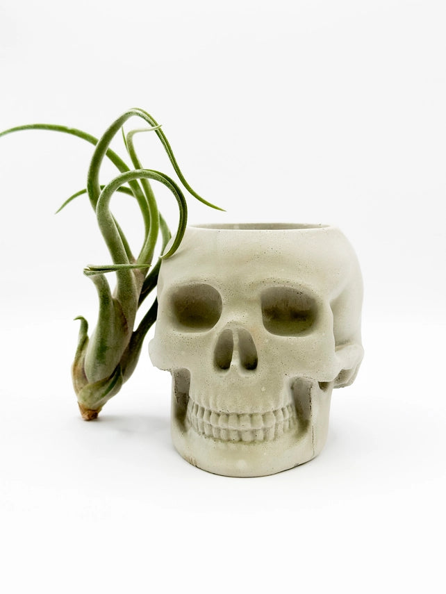 skull pot plant Skull Concrete Planter – Wild Lark