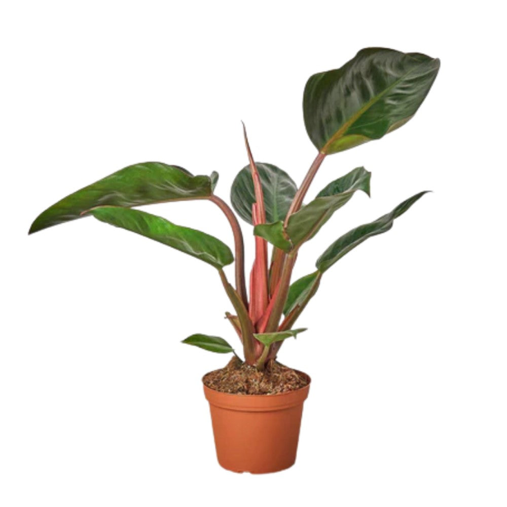 old philodendron tatei Philodendron "Congo Rojo" (Philodendron tatei) – Wild Lark