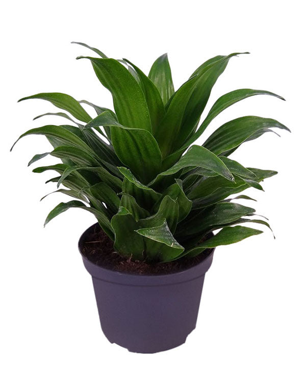 janet craig dracaena compacta Dracaena 'Janet Craig'