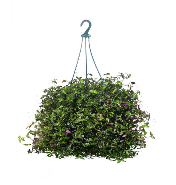 bridal veil hanging plant Bridal Veil Plant – Wild Lark