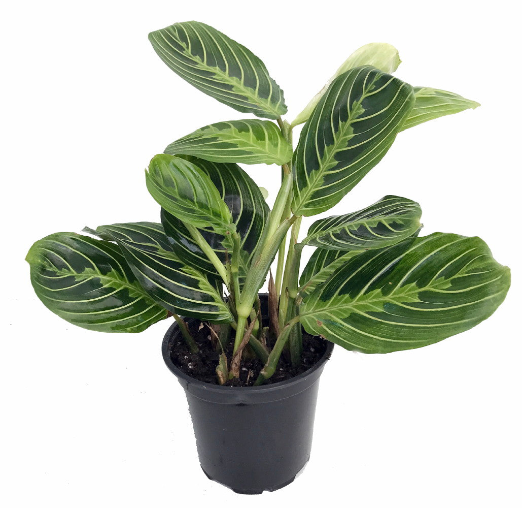 prayer plants in the wild Lemon Prayer Plant (Maranta)