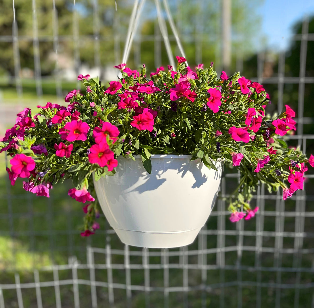 pink hanging basket plants Million Bells Hanging Basket – Wild Lark