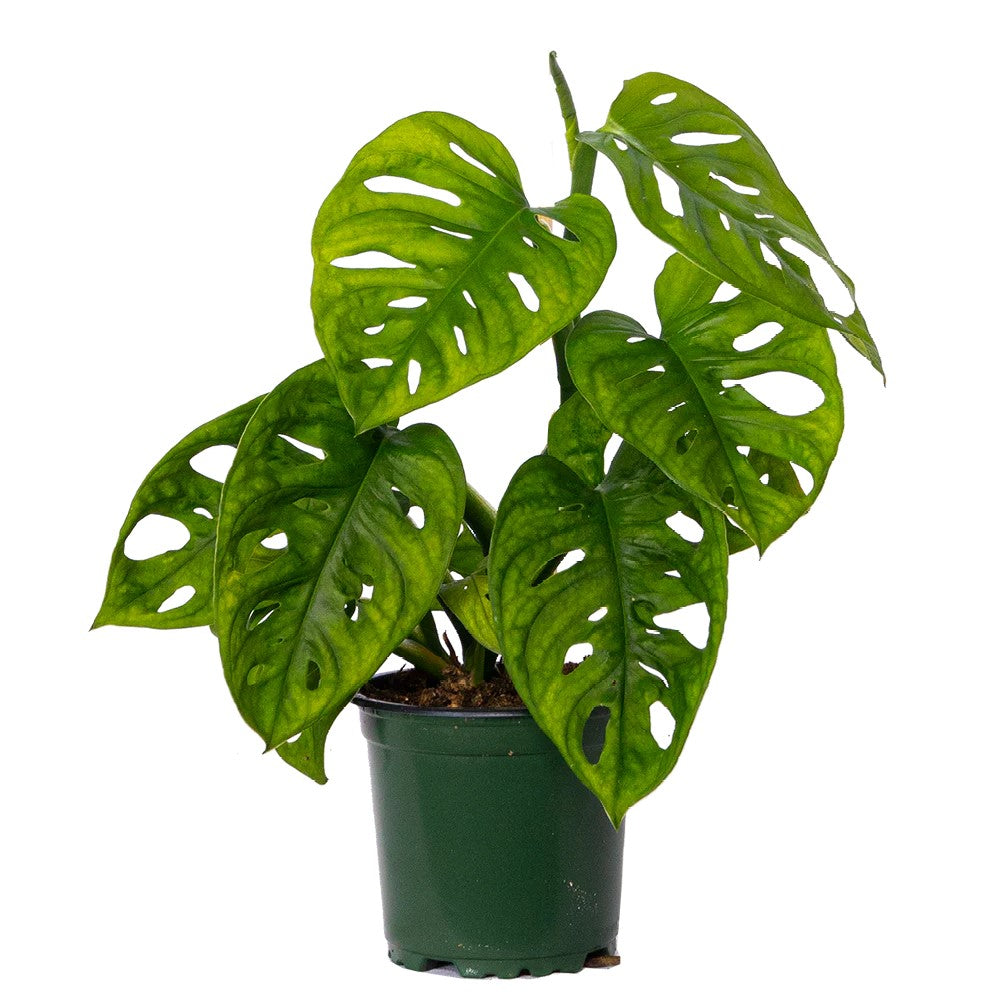 monstera adansonii in the wild Monstera Adansonii (Swiss Cheese)