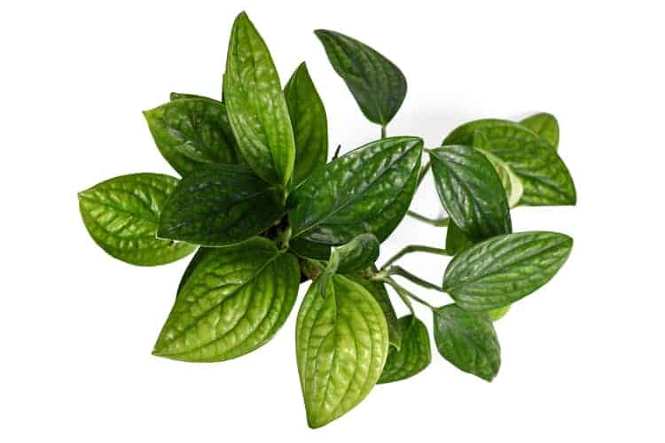 6p! Philodendron Green Galaxy /Tropical