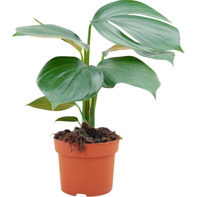 Philodendron 