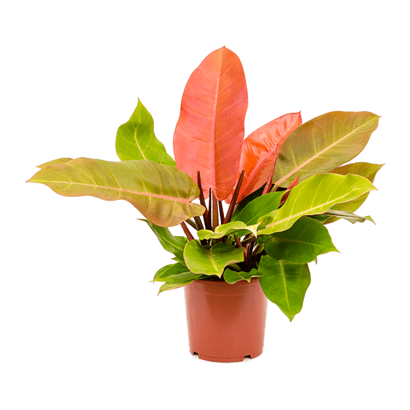 philodendron prince of orange price Philodendron "Prince of Orange"