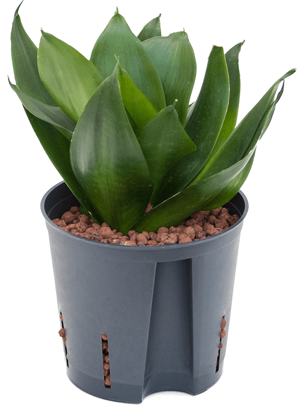 sansevieria hahnii black Sansevieria Trifasciata Black Jade Hahnii