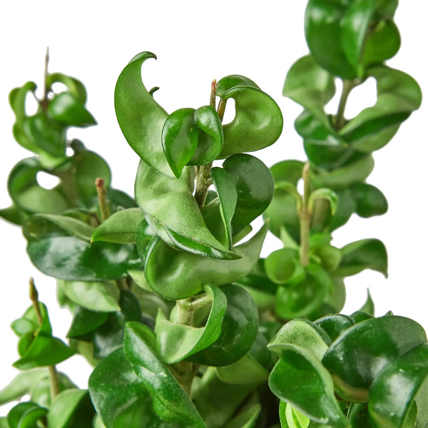 Hoya 'Rope Plant' - 4 " non variegated - Wild Lark - Wild Lark