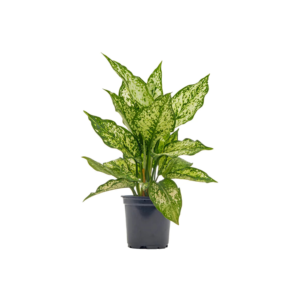 Aglaonema 