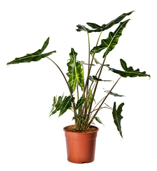 alocasia zebrina wild Alocasia 