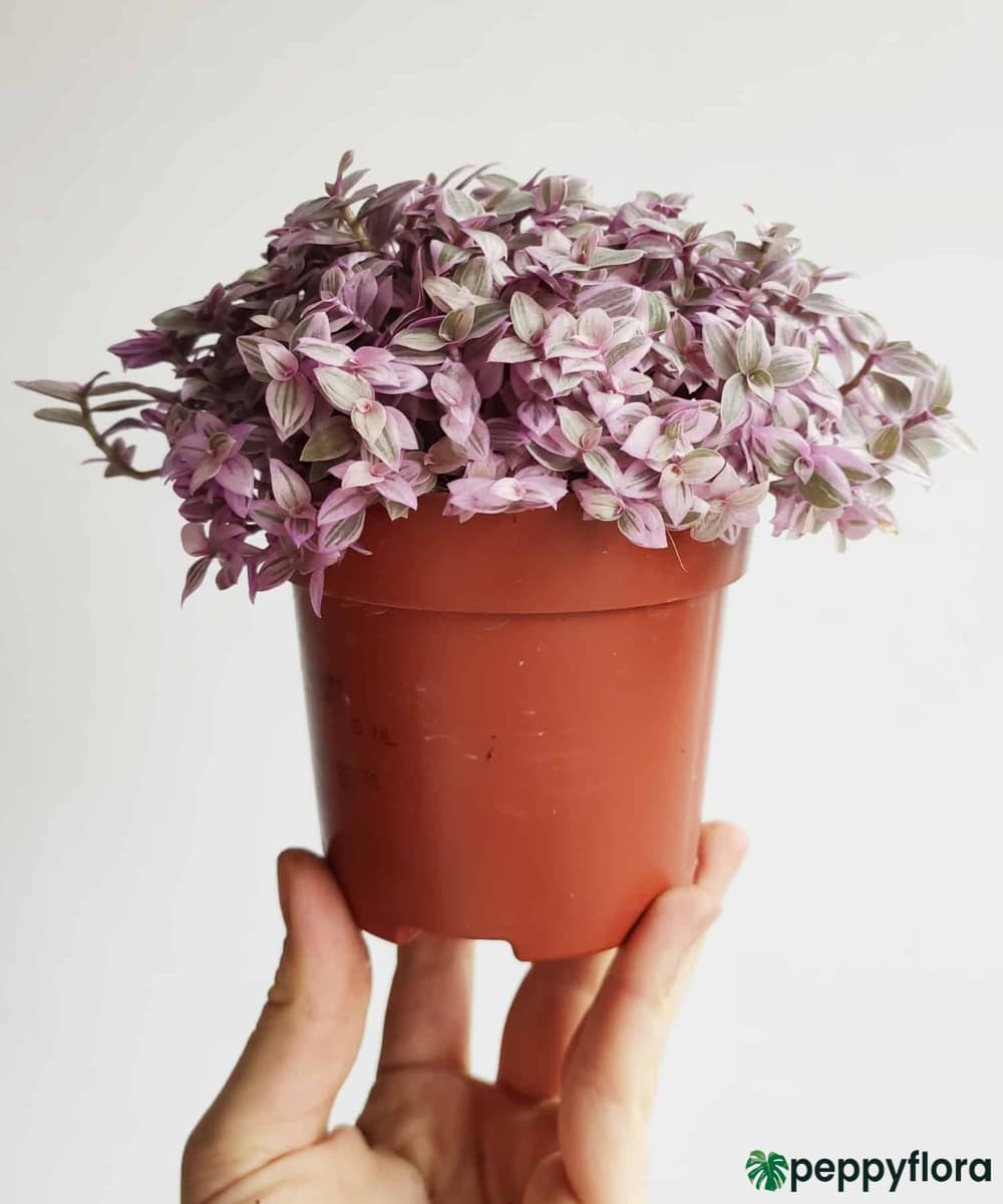 pink lady succulent Pink Lady Inchplant (Callisia repens) – Wild Lark