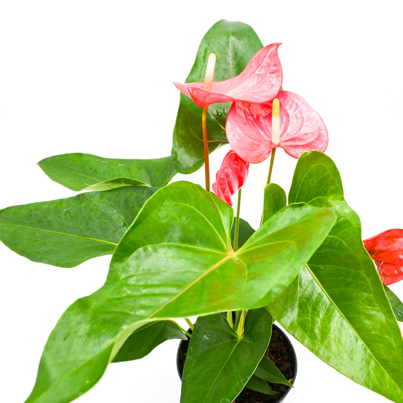 anthurium in the wild Anthurium – Wild Lark