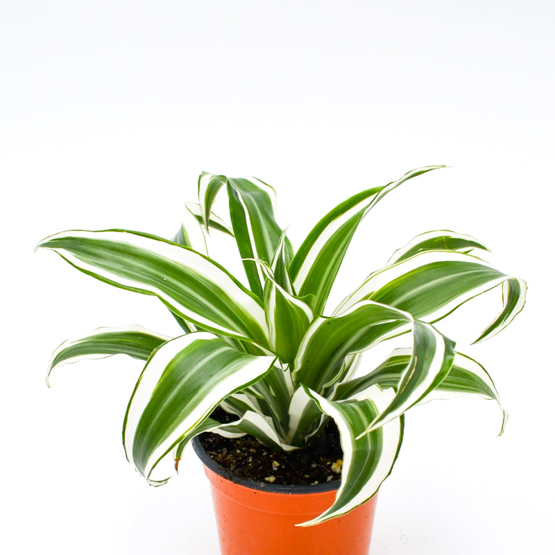 white dracaena Dracaena Warneckii 'White Jewel' 6" Pot