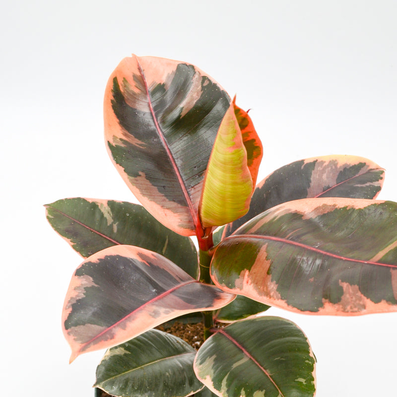 variegated rubber tree care Variegated Rubber Tree "Ruby" (Ficus elastica)