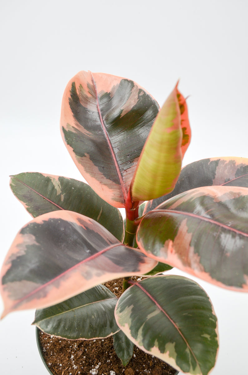 Variegated Rubber Tree 