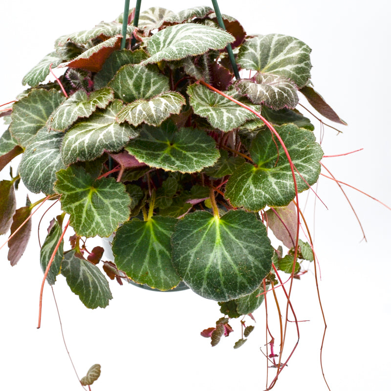 Saxifraga Stolonifera Strawberry Begonia' 4