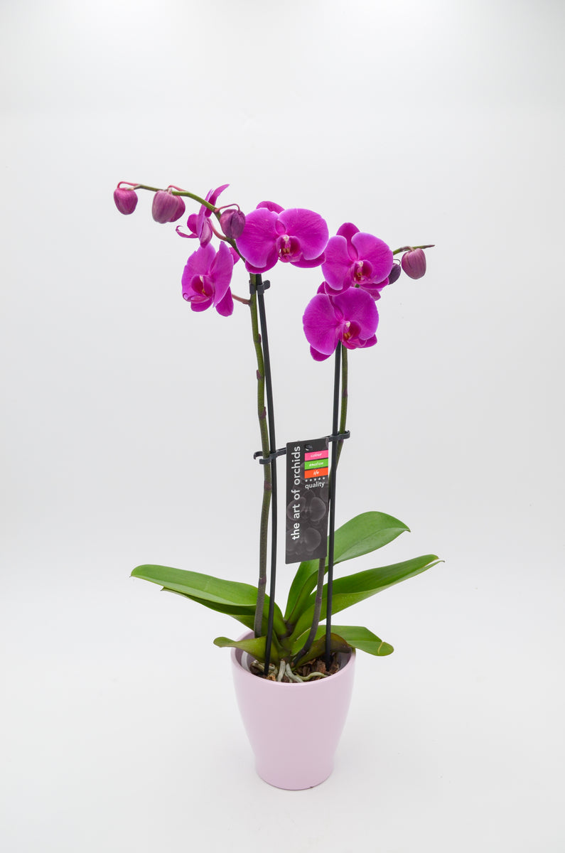 Orchid (Phalaenopsis) – Wild Lark