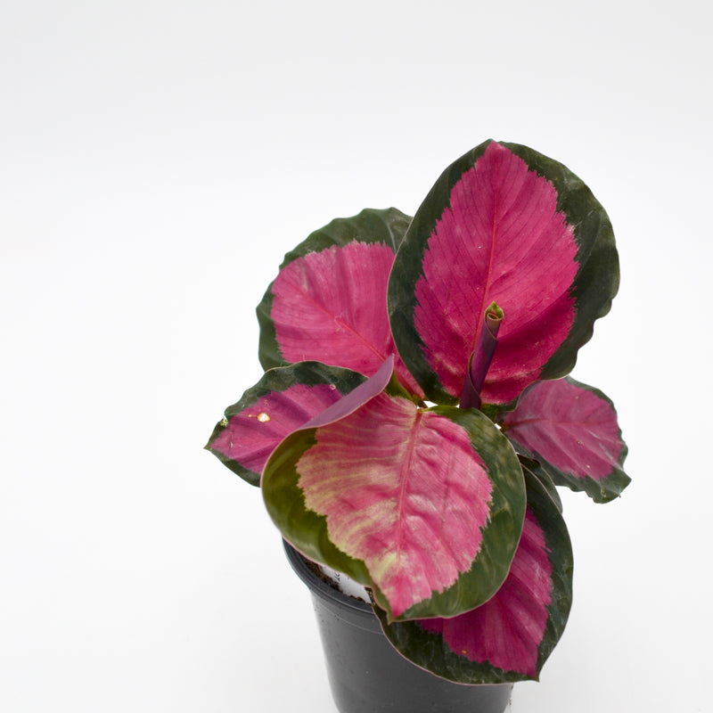 Calathea 