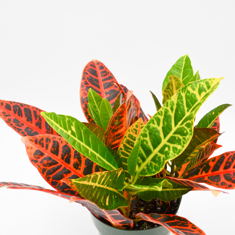 house plant croton Croton (Codiaeum variegatum) – Wild Lark