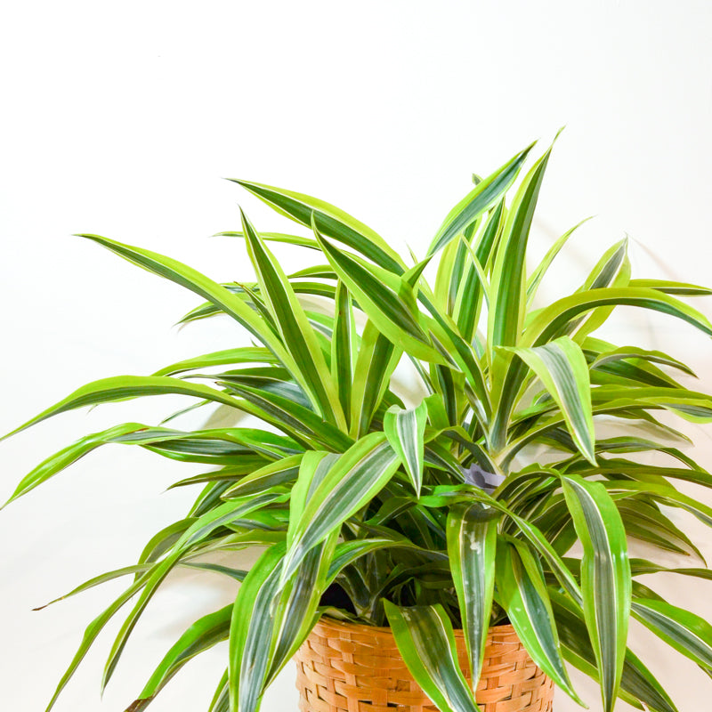lemon surprise dracaena 6" Dracaena Lemon Lime