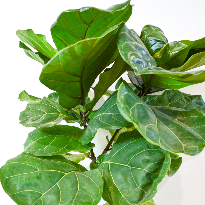 aspca fiddle leaf fig Fiddle-leaf Fig (Ficus lyrata)