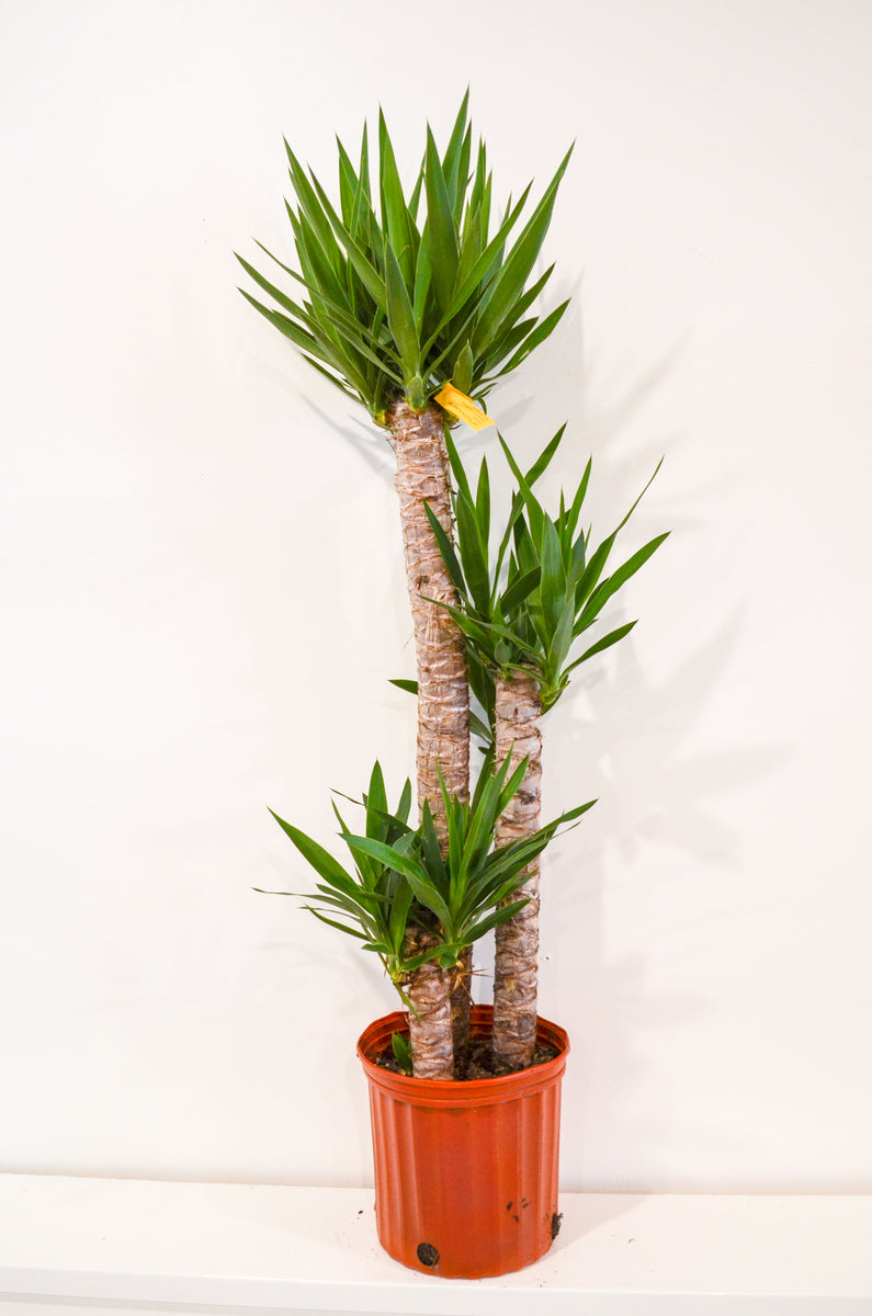 yucca cane plant for sale Yucca Cane Plant – Wild Lark