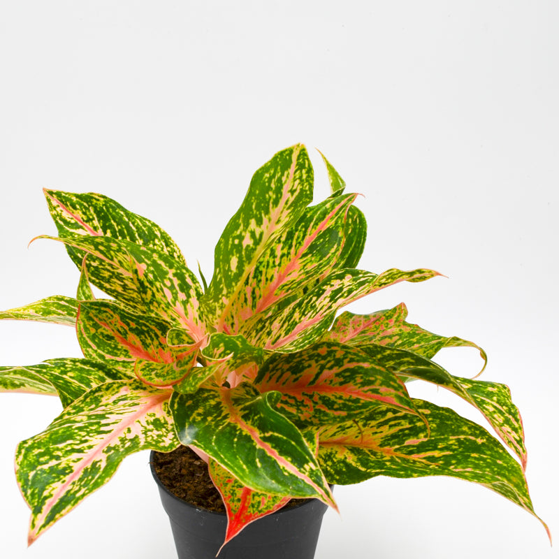 aglaonema sarah Chinese Evergreen "Sparkling Sarah" (Aglaonema) – Wild Lark