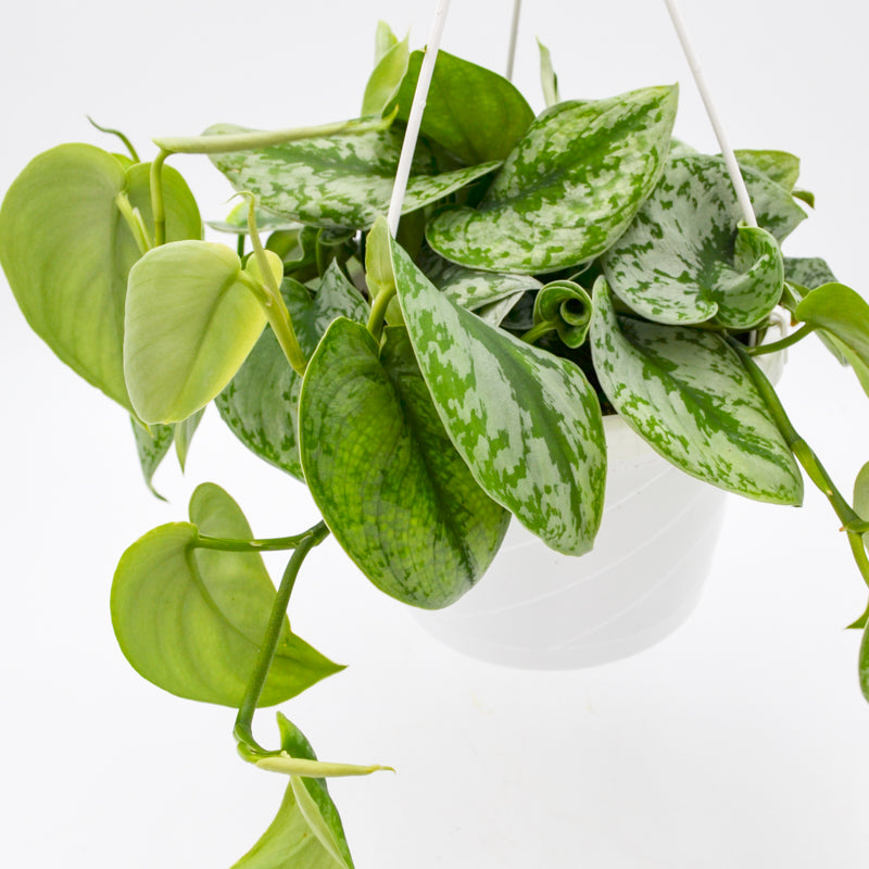 Satin Pothos Scindapsus Pictus