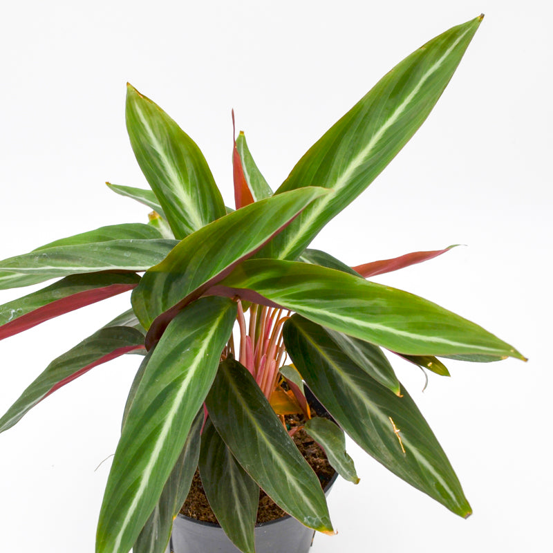 house plant stromata sanguina Stromanthe sanguinea, Non-variegated – Wild Lark