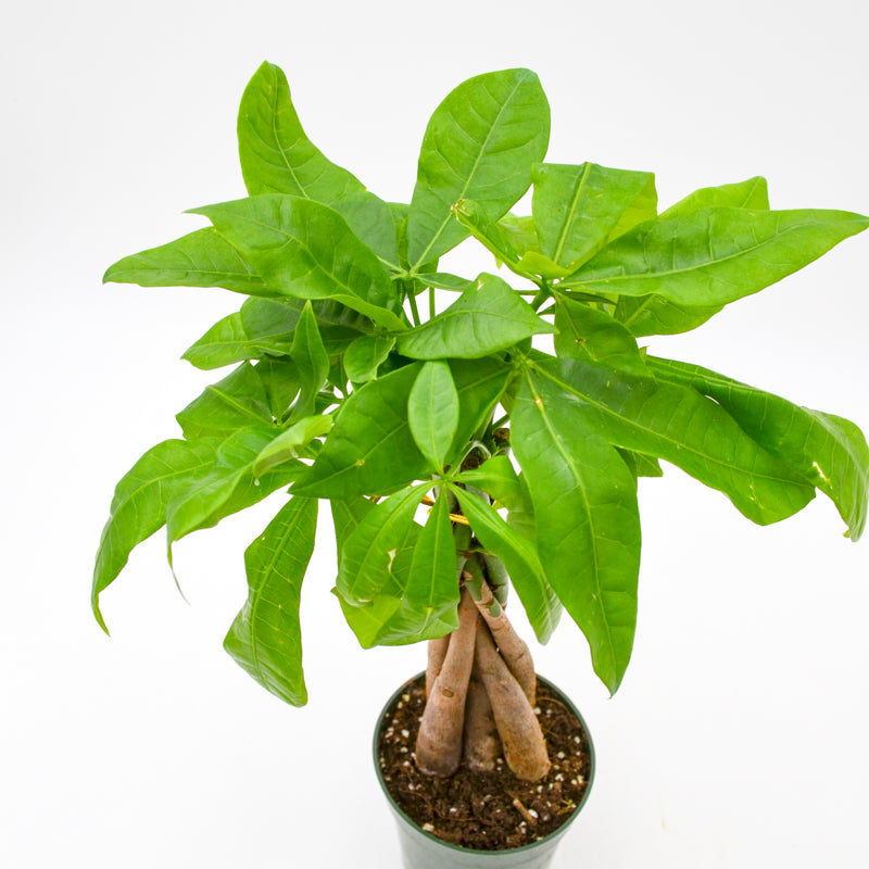 literal money tree Money Tree (Pachira aquatica) – Wild Lark