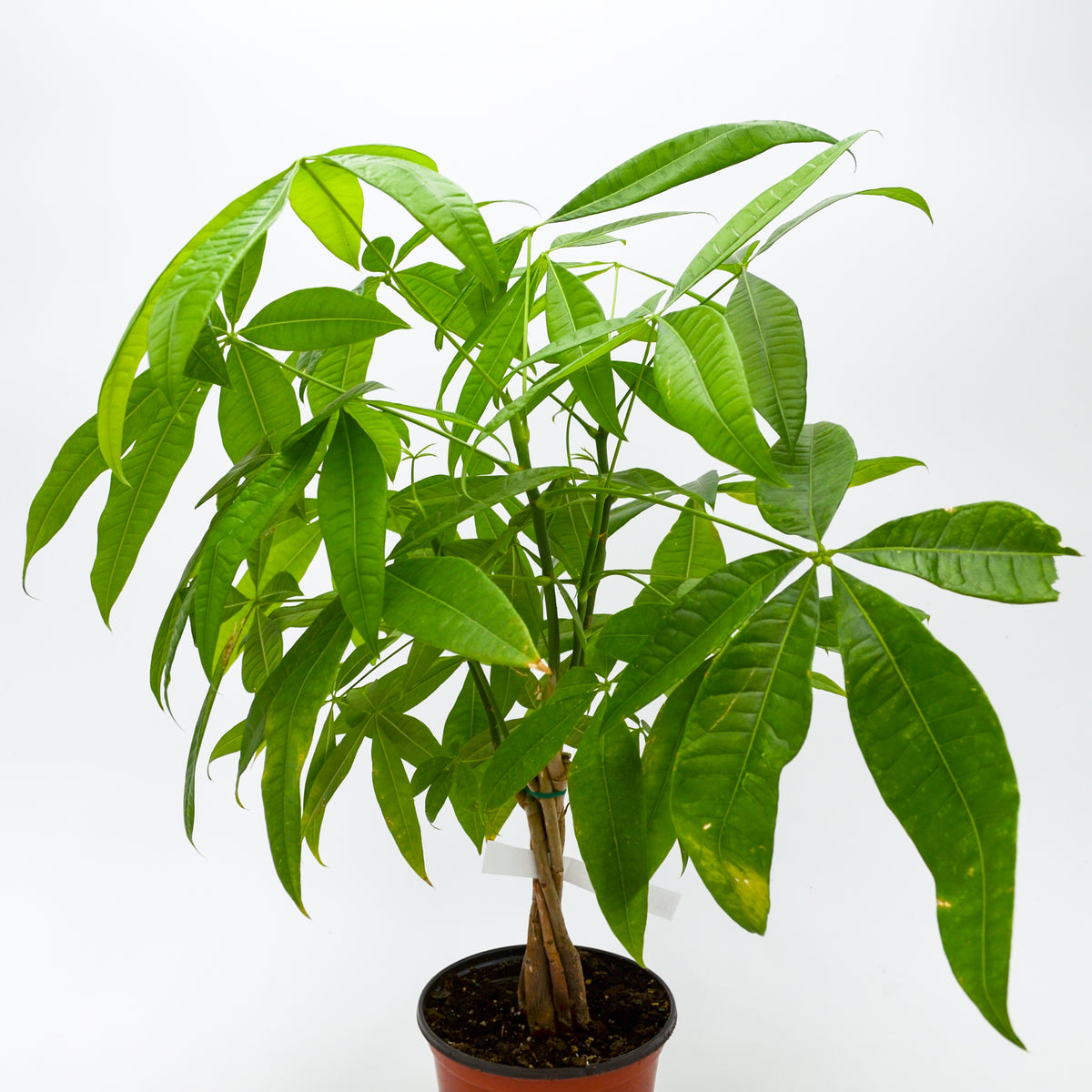 is money tree plant poisonous Money Tree (Pachira aquatica)