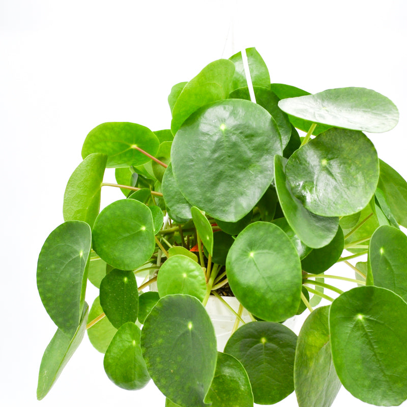 plantimex chinese money plant Pilea Peperomioides
