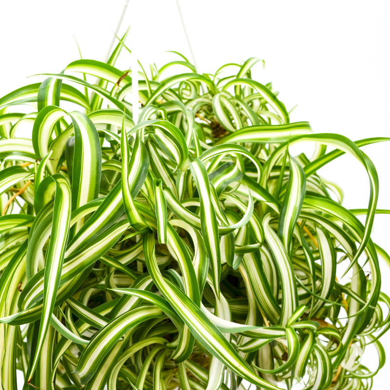 green curly spider plant Bonnie Spider Plant Hanging Basket - Live Plant in an 8 Inch Hanging Basket - Chlorophytum Comosum 'Bonnie'