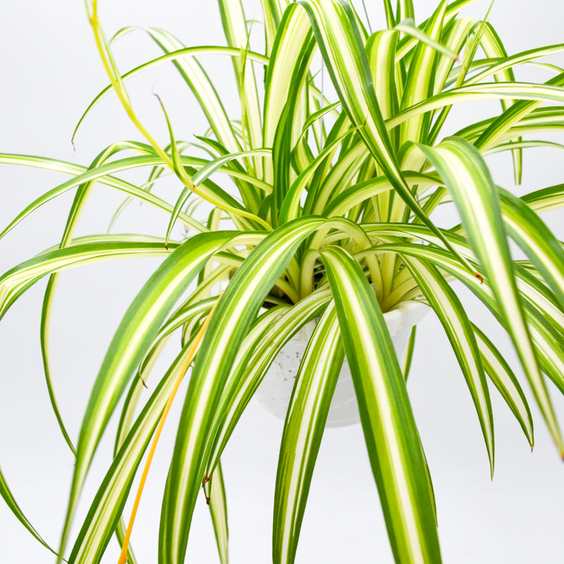 yellow leaves spider plant Spider Plant (Chlorophytum comosum) – Wild Lark
