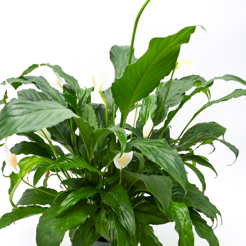 peace lily wild Peace Lily (Spathiphyllum)