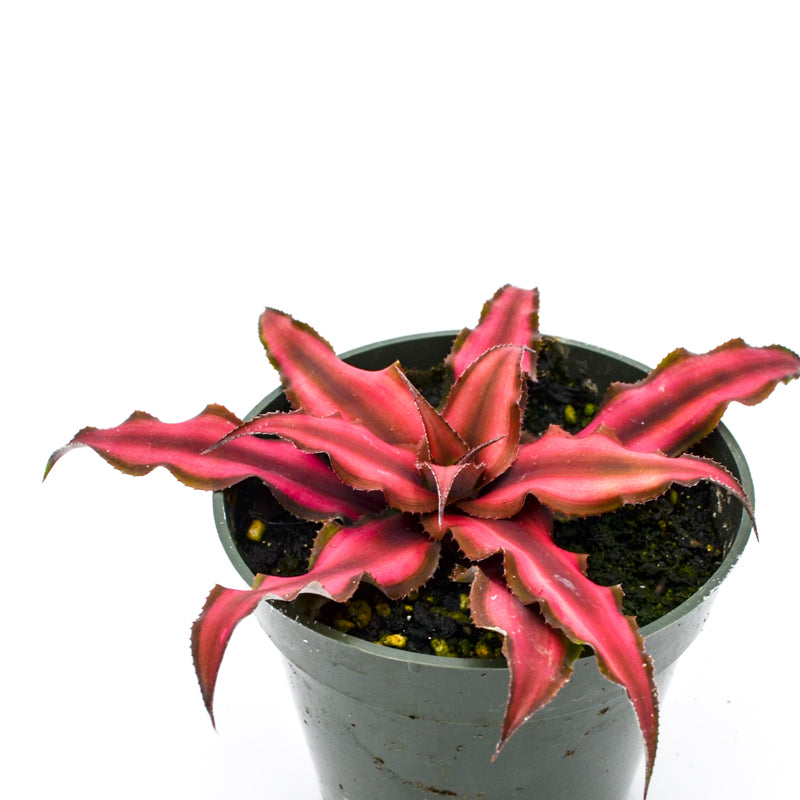 is earth star plant a succulent Earth Star Bromeliad (Cryptanthus bivittatus)