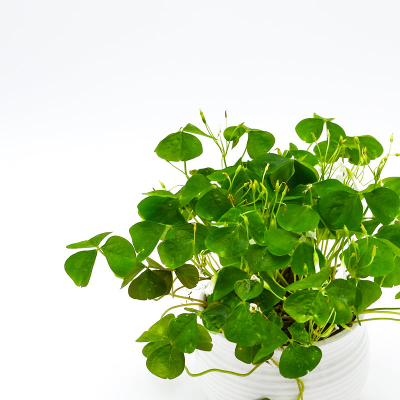 succulent oxalis Shamrock Plant (Oxalis) – Wild Lark