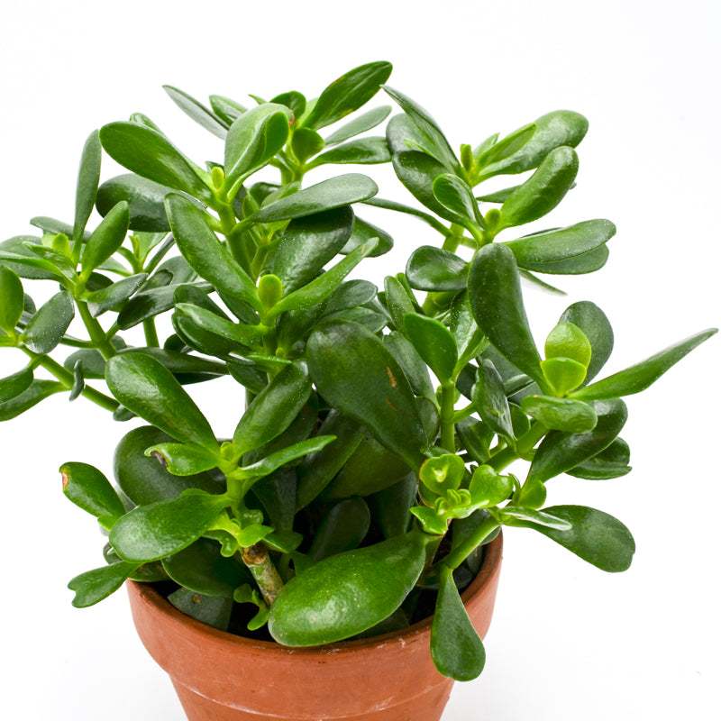 jade plant wild Jade Plant (Crassula ovata)