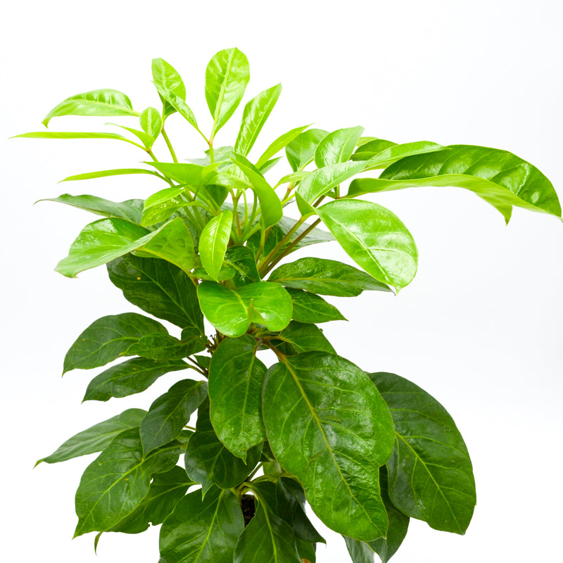Coffee Plant (Coffea arabica) 4 inch
