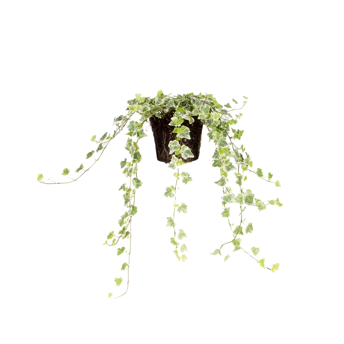 Hedera 