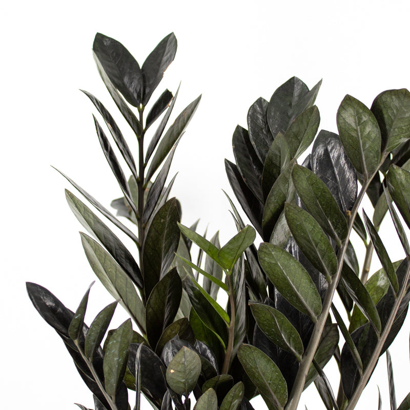 zz plant wild Rare Black ZZ Plant - Live Plant in a 6 Inch Pot - Zamioculcas Zamiifolia