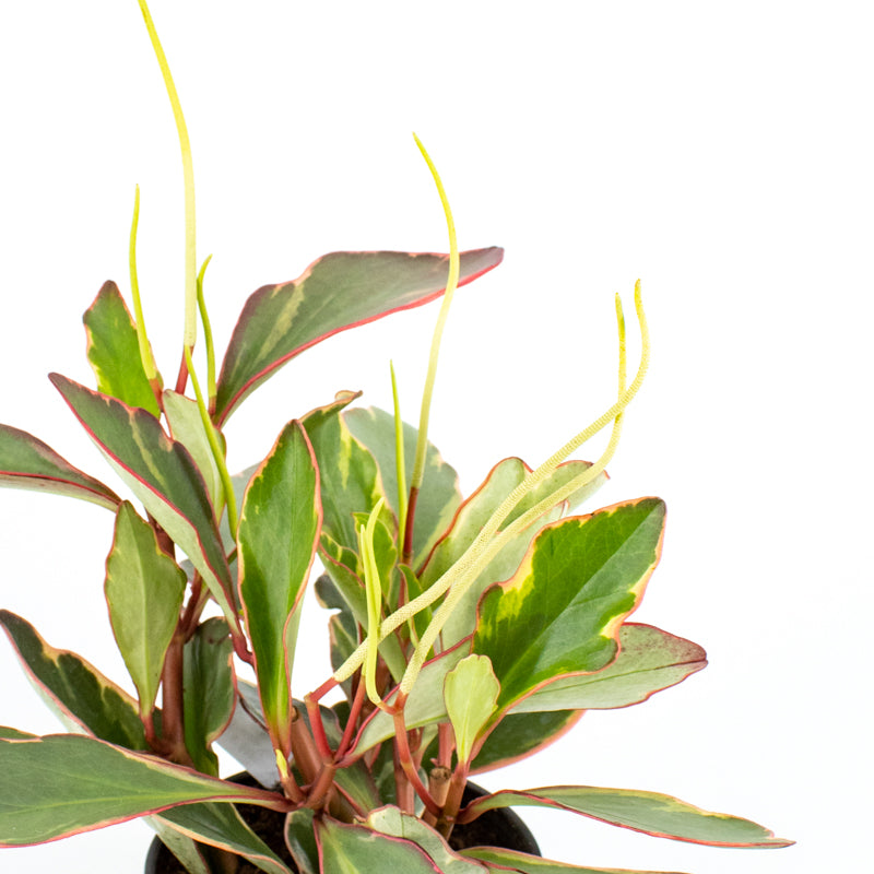 rubber tree tricolor Tricolor Baby Rubber Plant (Peperomia obtusifolia) 4 inch