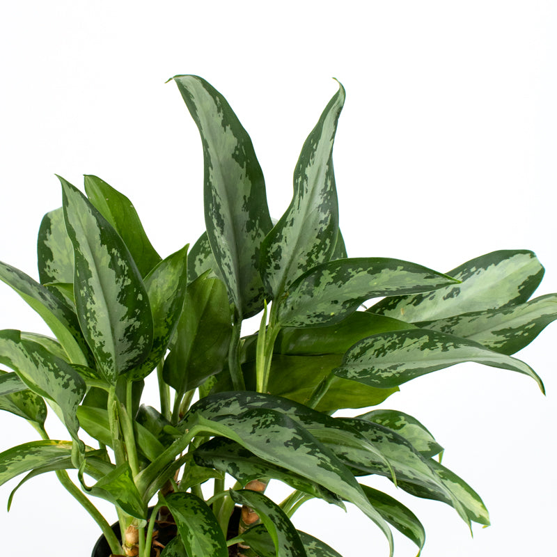 aglaonema in the wild Chinese Evergreen "Emerald" (Aglaonema)
