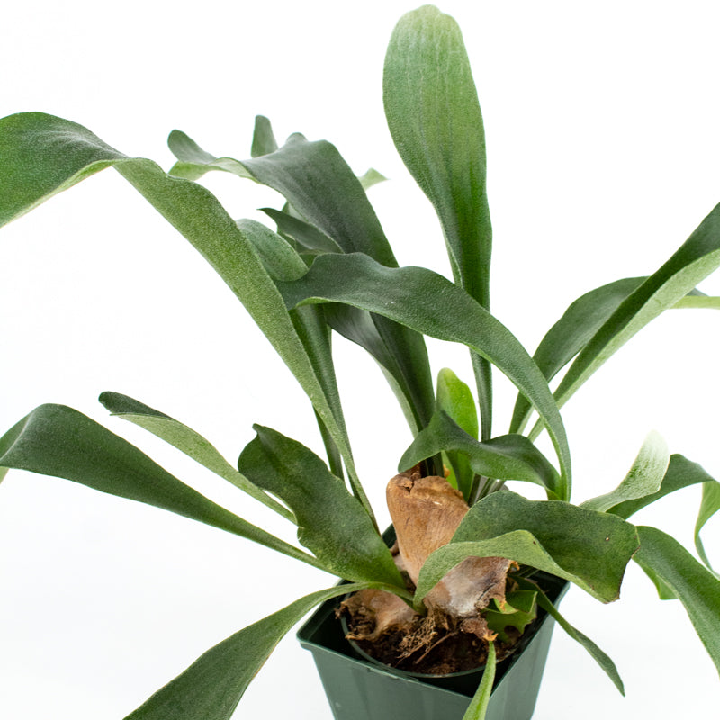 platycerium plant Staghorn Fern - Platycerium biforcatum - Exotic Houseplant