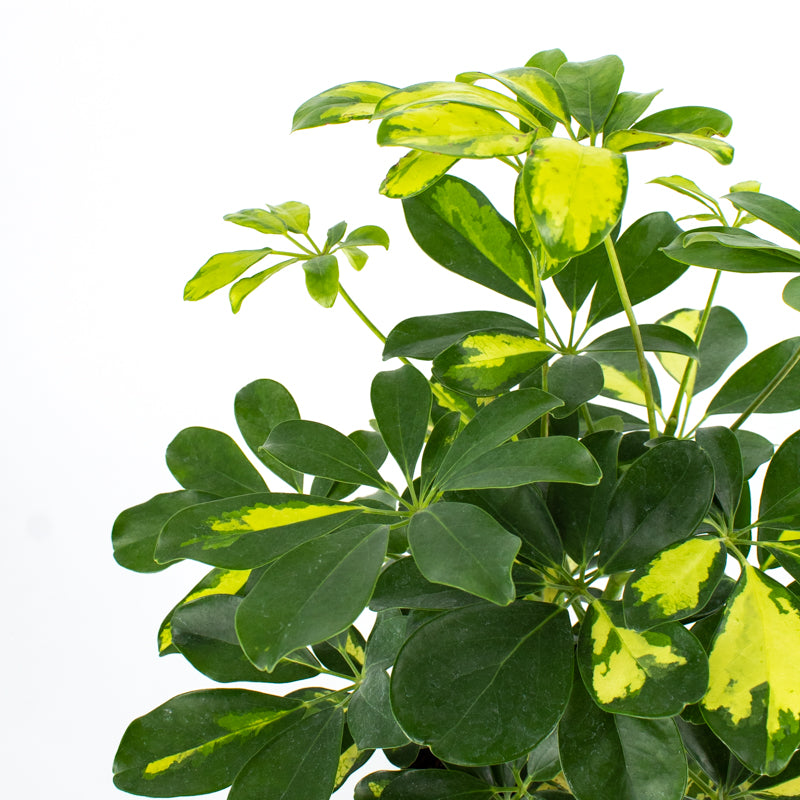 schefflera arboricola green Variegated Schefflera 'Arboricola'