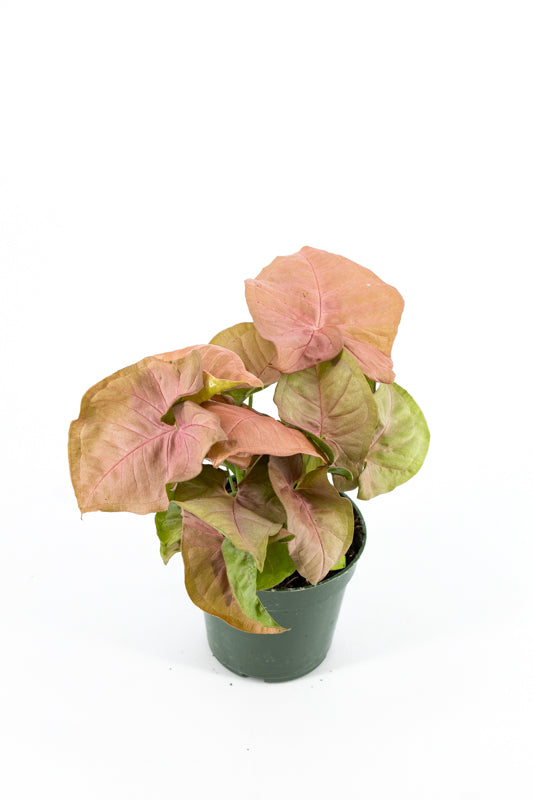 Pegatina gato: Syngonium neon pink - Mar Villar